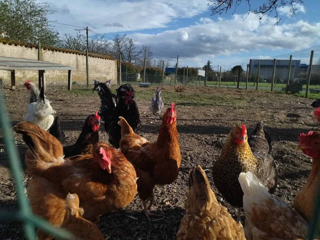 Photo 2 - Ferme Pédagogique- La Ferme Aux Trois Granges