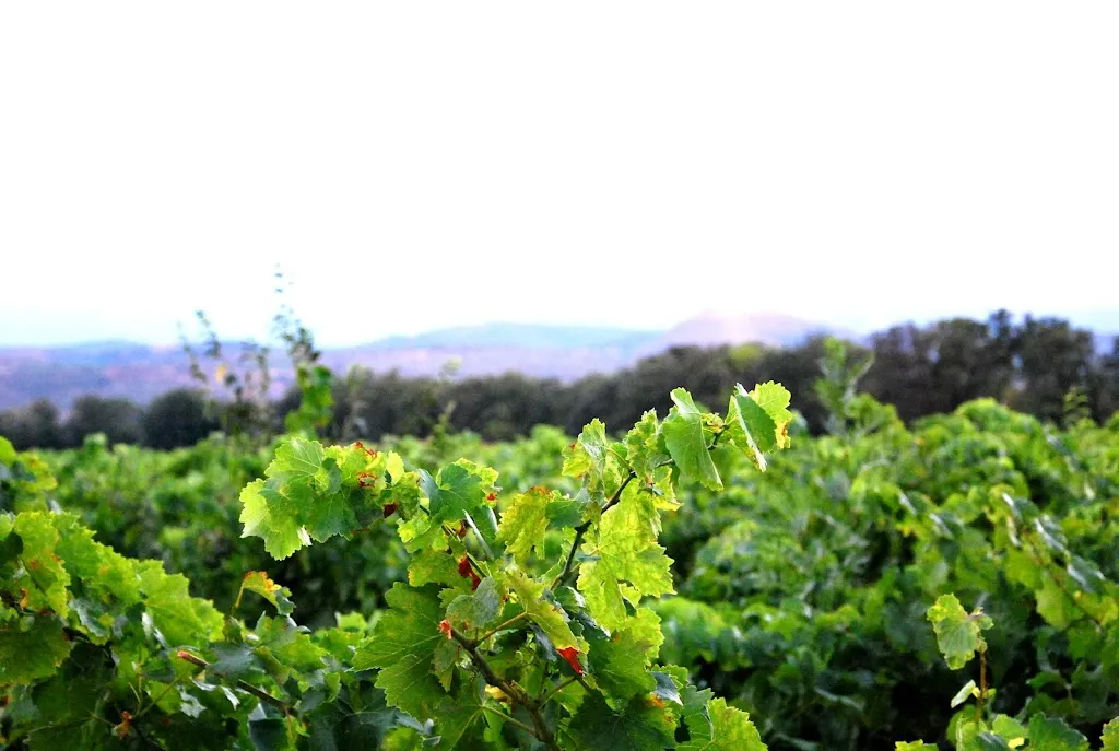 Photo 2 - Château Las Collas